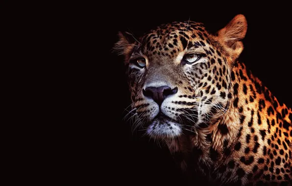 Picture cat, eyes, look, face, close-up, portrait, leopard, black background