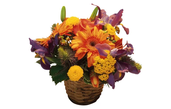 Picture white background, basket, gerbera, irises