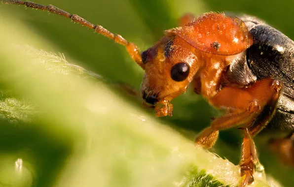 Insect, Dmitry Kuznetsov, A soft touch, The Fireman Beetle