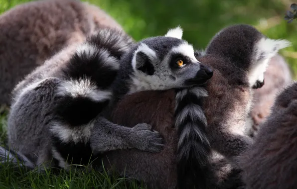 Light, lies, lemur, lemurs, face