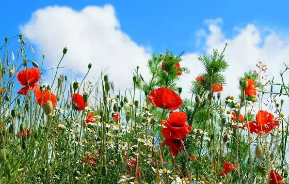 The sky, clouds, flowers, Maki, chamomile, Daisy