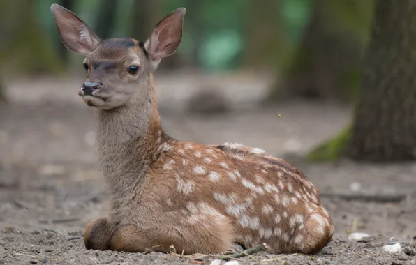 Nature, stay, Deer, Baby