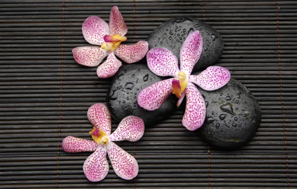 Picture drops, flowers, stones, orchids