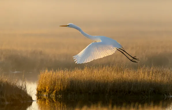 Grass, light, flight, bird, shore, morning, white, pond