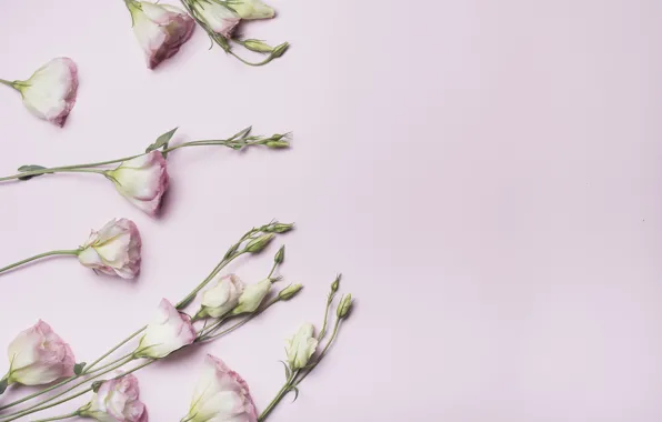 Flowers, buds, pink background, pink, flowers, eustoma, eustoma