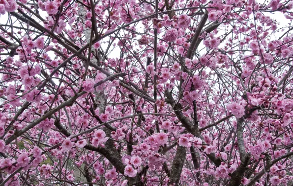 The sky, branches, spring, Sakura, flowering, pink, blossom, sakura