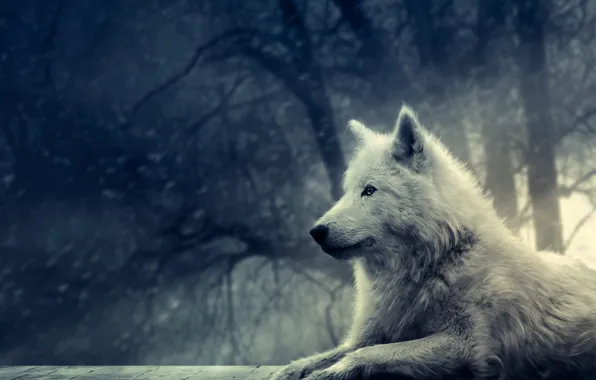 Picture forest, white, snow, wolf