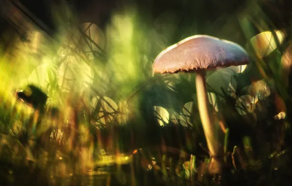 Macro, nature, mushrooms