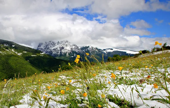 Picture the sky, snow, flowers, mountains, clouds, spring