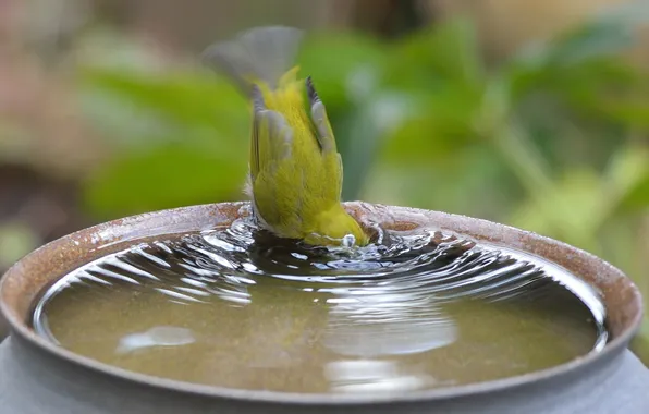 Water, bird, bathing
