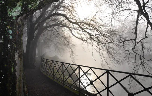 Picture road, forest, trees, nature, fog, river, branch