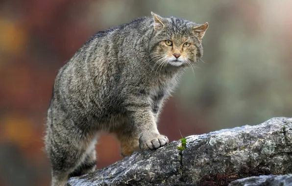 Cat, look, pose, grey, tree, paws, log, striped