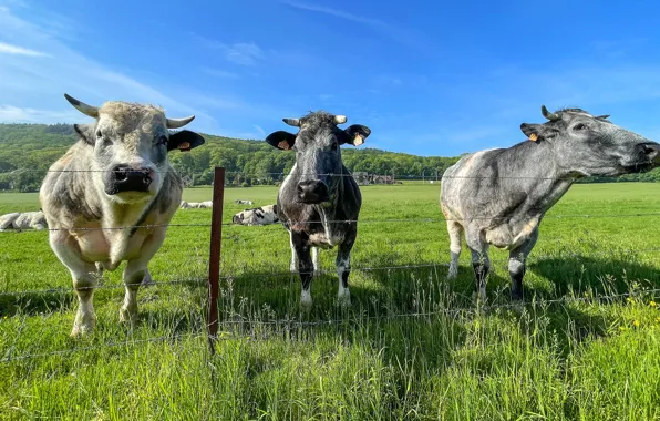 Field, summer, the fence, cows, pasture, the fence, three, trio