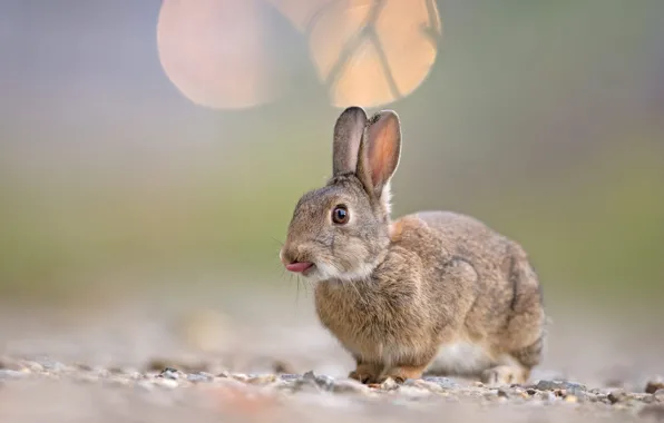 Picture language, background, rabbit, rodent