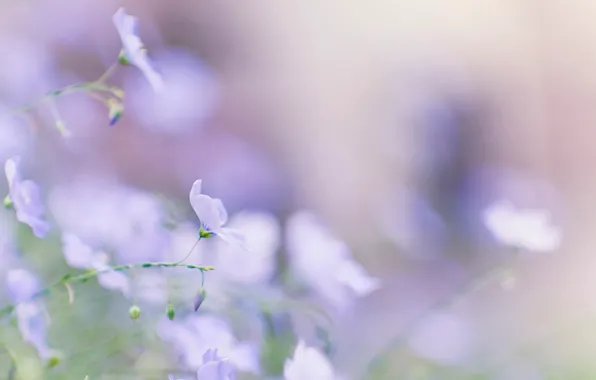 Summer, macro, flowers, blue, tenderness, spring, blur, Len