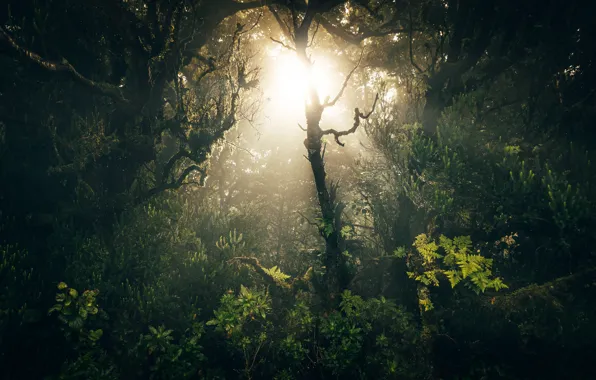 Picture forest, the sun, trees, clearance