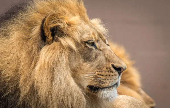 Face, portrait, Leo, mane, the king of beasts