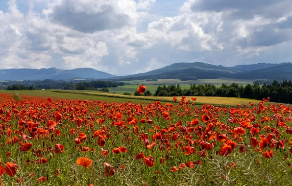 Field, forest, summer, the sky, clouds, flowers, mountains, hills