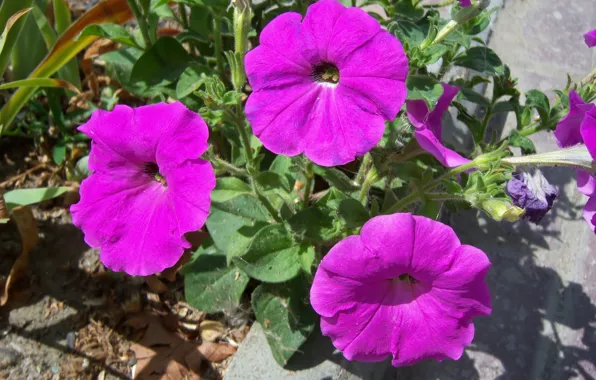 Flowers, nature, Petunia, Mamala ©