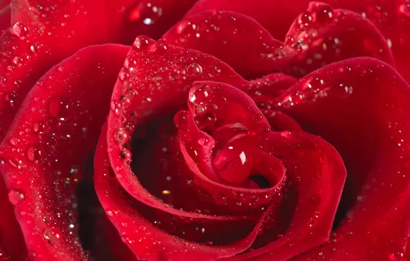 Picture drops, macro, roses, scarlet, Wallpaper from lolita777