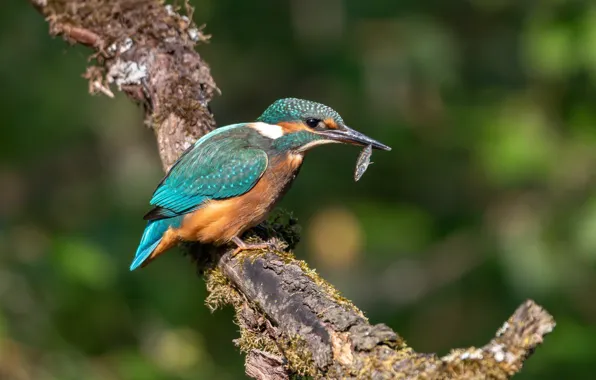 Picture close-up, bird, blurred background, common Kingfisher, sitting on a branch, a small bird, common kingfisher, …