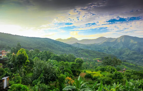 Picture forest, the sky, clouds, trees, landscape, mountains, nature, plants