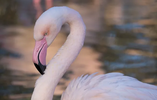 Bird, portrait, Flamingo, pink flamingos