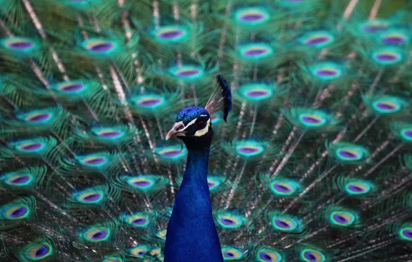Look, bird, feathers, tail, peacock