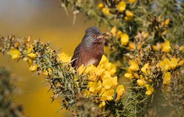 Picture flowers, branches, yellow, bird, spring, bird