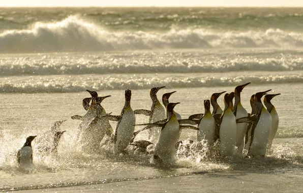 Sea, birds, penguins, bathing