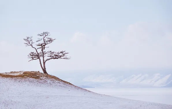Picture winter, snow, tree, Sergey Korshunov