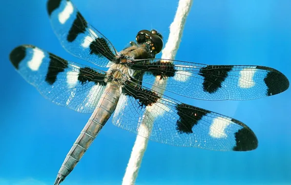 Picture the sky, macro, flight, dragonfly