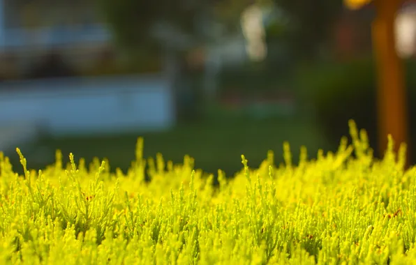 Picture greens, grass, the sun, beautiful, bokeh