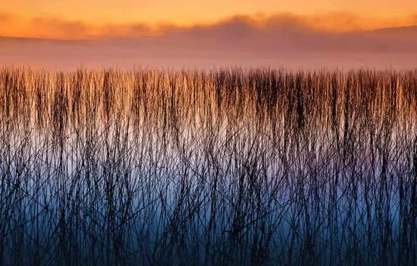 Autumn, water, clouds, plant, the evening, Wisconsin, USA