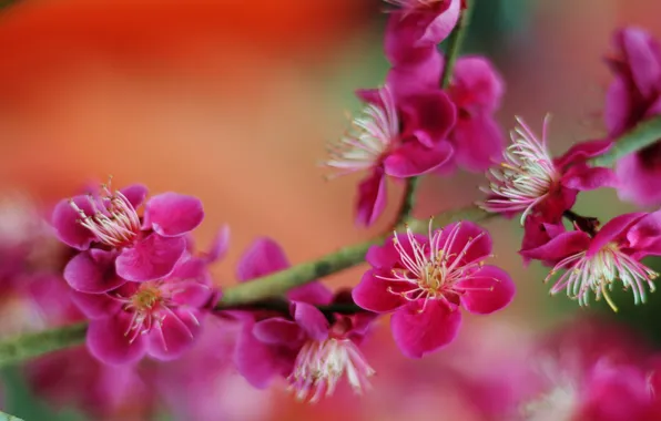 Macro, background, branch, blur, flowering, flowers, Apricot Japanese