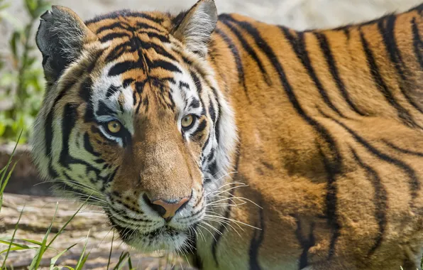 Picture cat, look, face, the Amur tiger, ©Tambako The Jaguar
