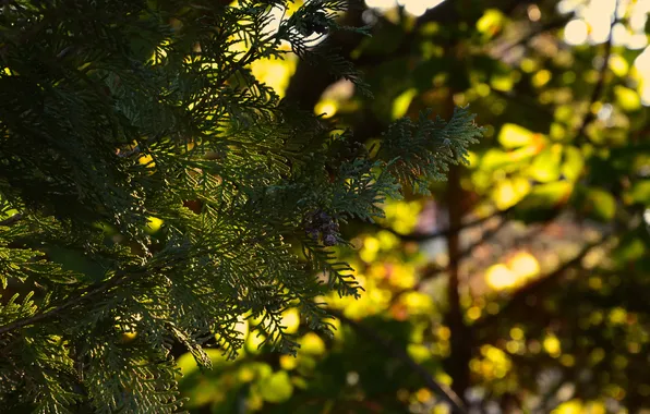 Greens, leaves, the sun, macro, trees, sunset, nature, sprig