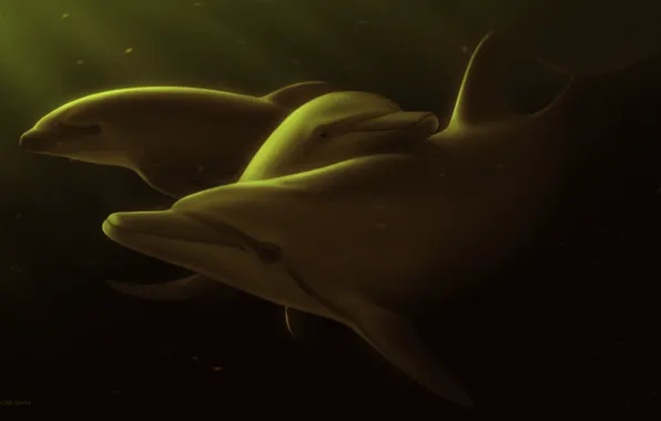 Sea, dolphins, by Ciorano