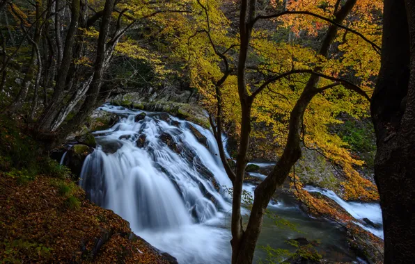 Autumn, forest, trees, river, waterfall, Japan, cascade