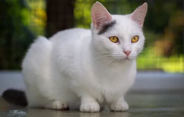 Cat, white, cat, look, face, pose, background, sitting