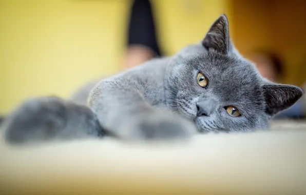 Cat, cat, look, pose, kitty, grey, paws, lies