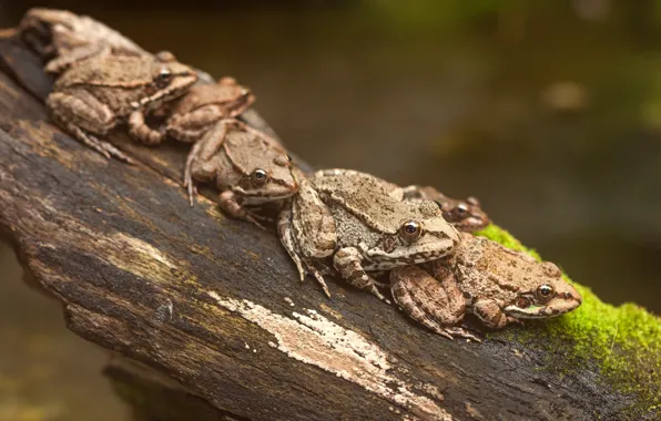 Background, moss, stump, frogs, log, company, a lot, sitting