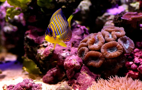 Picture sea, macro, fish, the bottom, corals