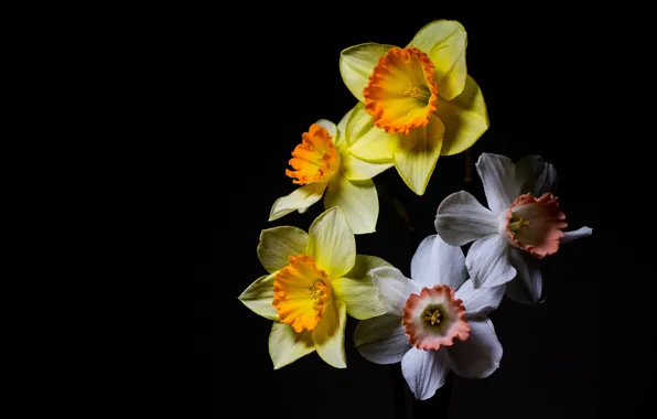 Yellow, white, black background, daffodils
