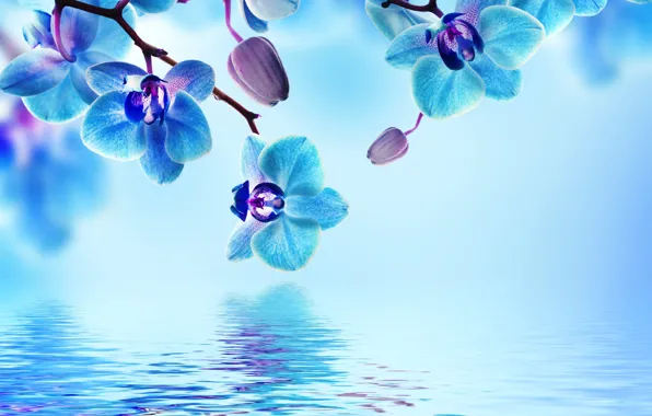 Water, flowers, flowering, Orchid, blue, water, flowers, beautiful