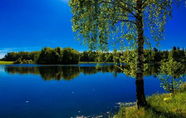 Greens, forest, the sky, lake, reflection, blue, foliage, birch