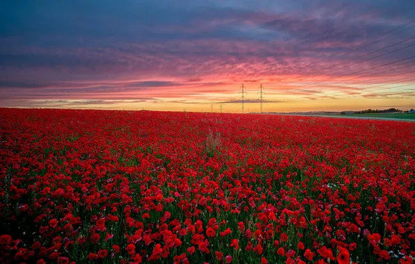 Field, summer, the sky, clouds, landscape, sunset, flowers, nature