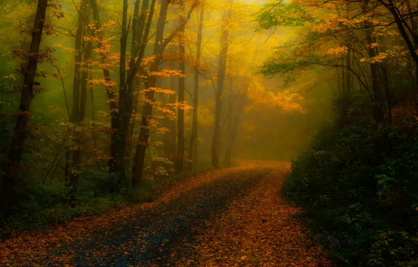 Road, autumn, forest, trees, nature, fog, foliage, treatment