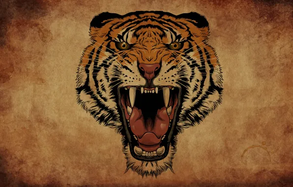 Tiger, background, mouth, fangs, roar
