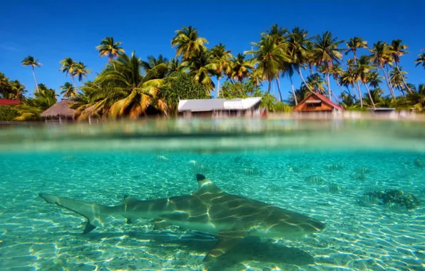 Water, transparency, fish, palm trees, the ocean, resort, Laguna